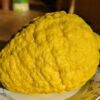 Cédratier maxima Très gros fruit étonnant, parfumé comme le cèdre
