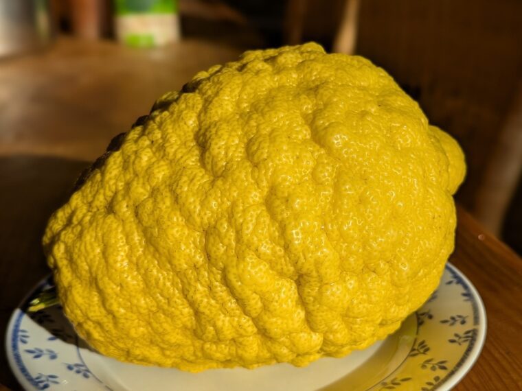 citrus-cedrat-medica-maxima-25-12