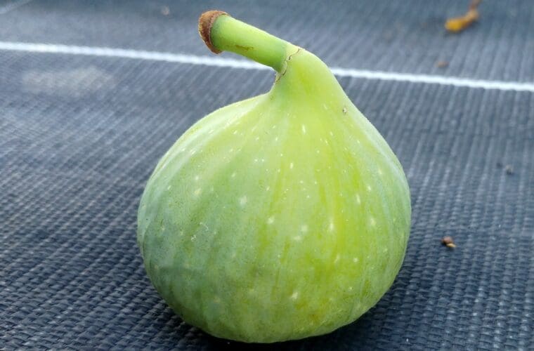 ficus-carica-sucrette