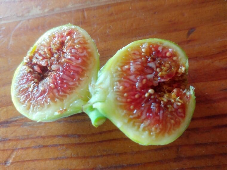 ficus-carica-marseillaise-open