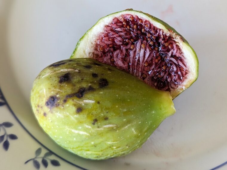 ficus-carica-sucre-vert