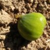Fruit jaune-vert du ficus carica Sucre Vert