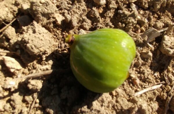 Fruit jaune-vert du ficus carica Sucre Vert