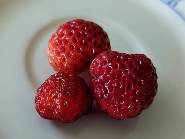 fruits de couleur rouge foncé, à forme aplati de 3 framberries sur une assiette blanche