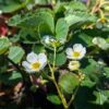 Fleurs blanches sur fond de feuilles vertes du fraisier framberry