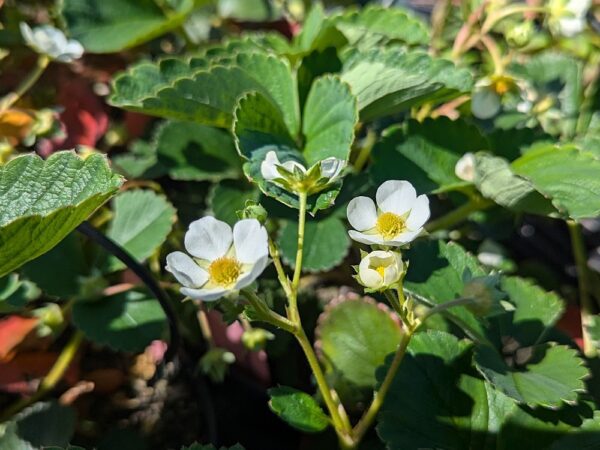 Fleurs blanches sur fond de feuilles vertes du fraisier framberry