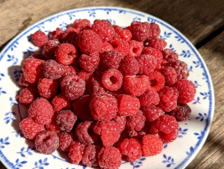 framboise-autumn-bliss