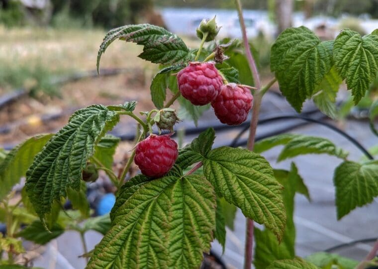 framboise-automn-bliss