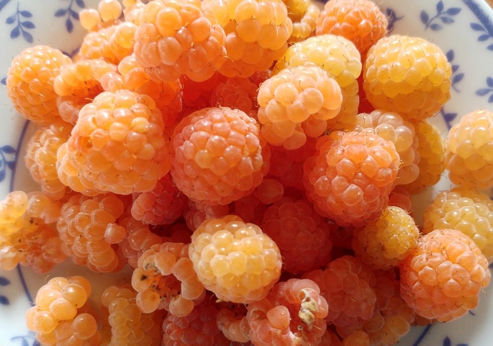 framboise-fallgold-21-5-2
