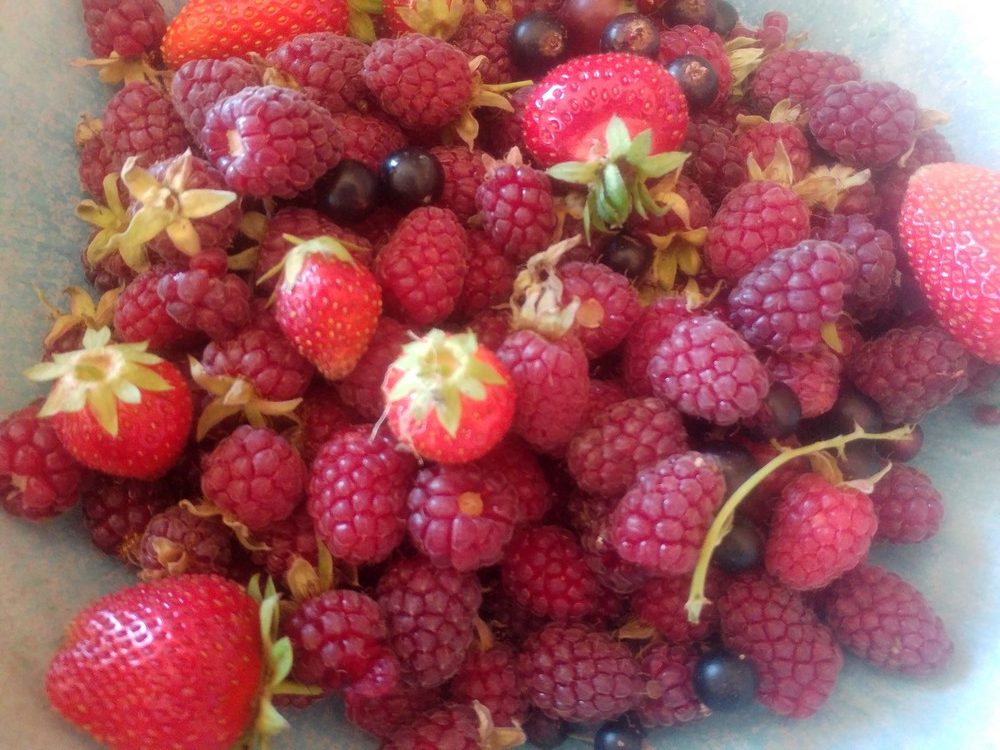 fruits-de-bois-2