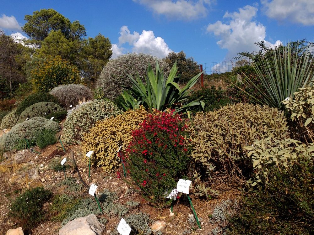 jardin-butte-sept-2019-2