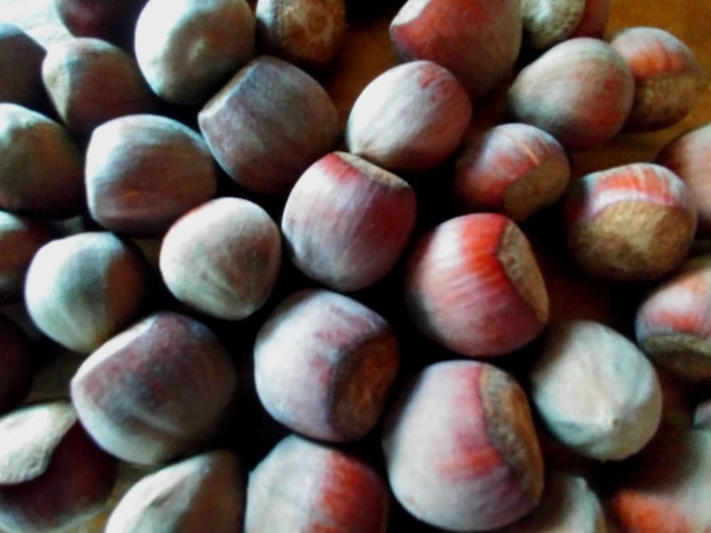 noisettes