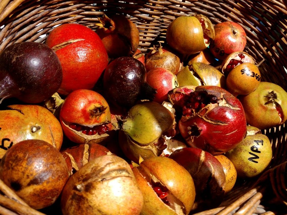 punica-granatum-panier