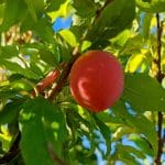 Pourquoi mon abricotier est mort?