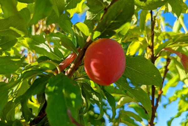 Abricot dans un abricotier