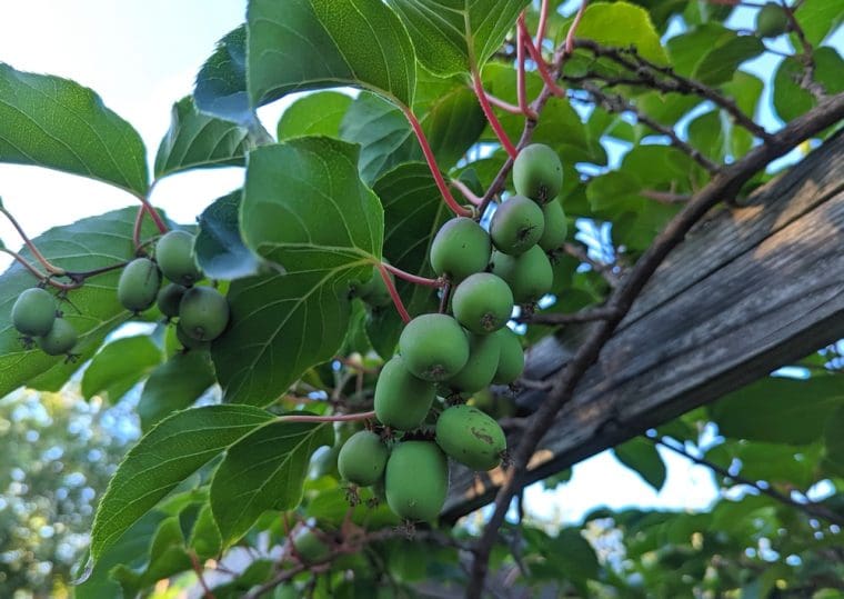 actinidia-arguta-dumberton
