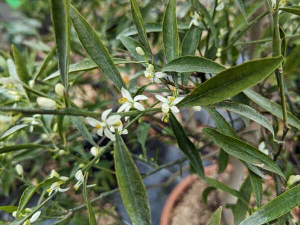 Feuillages et fleurs de Citrus glauca