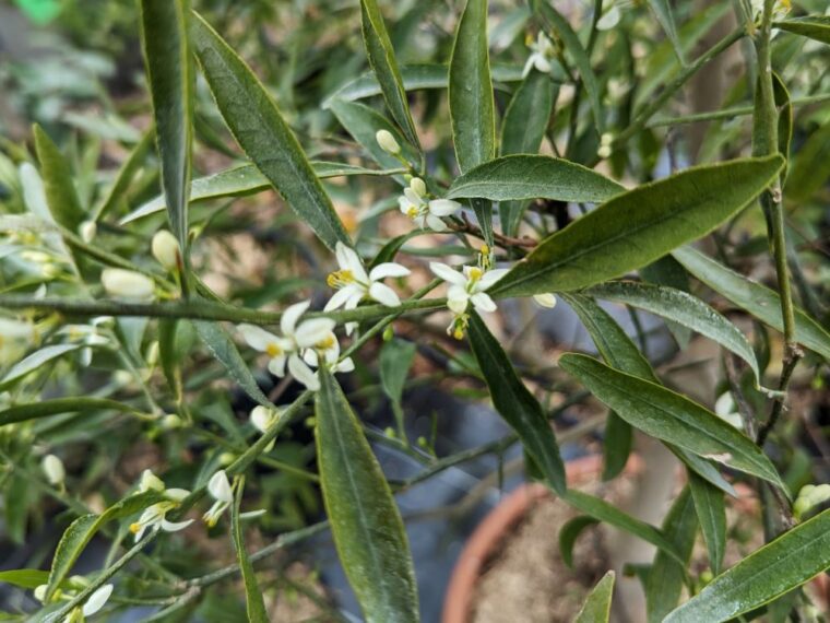 citrus-glauca