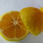 citrus haruka