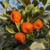 mandarinier Shekwasa avec 4 fruits orange