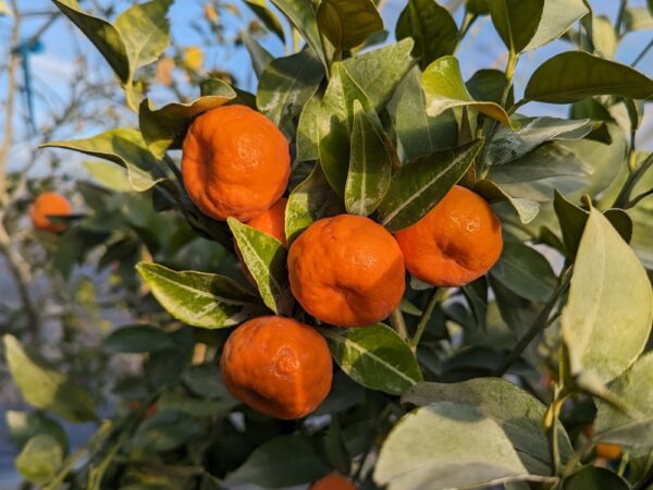 mandarinier Shekwasa avec 4 fruits orange
