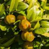 mandarinier shekwasa avec fruits orange-vert