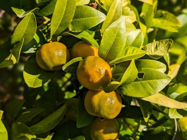 mandarinier shekwasa avec fruits orange-vert