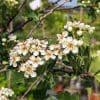 crataegus azarolus blanc