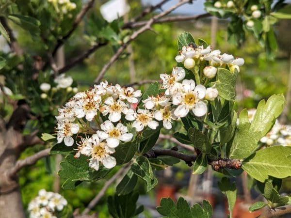 crataegus azarolus blanc