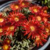 Delosperma Eros avec plein de fleurs rouge brique, coeur jaune-orange, lumineux!
