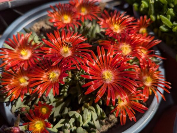 Delosperma Eros avec plein de fleurs rouge brique, coeur jaune-orange, lumineux!