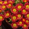 plante grasse Delosperma Eros plein de petites fleurs rouges, avec le coeur jaune