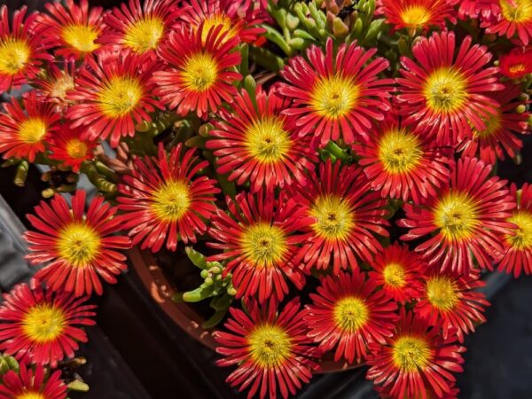 plante grasse Delosperma Eros plein de petites fleurs rouges, avec le coeur jaune
