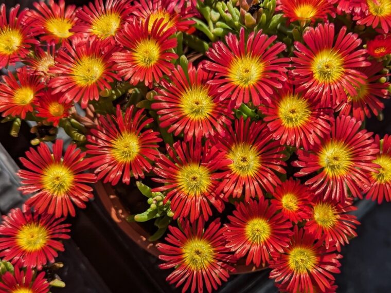 delosperma-eros-25-6 (2)