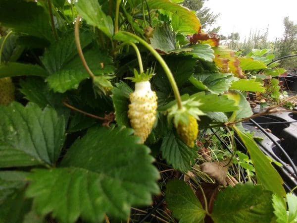 fraise-alpine-yellow