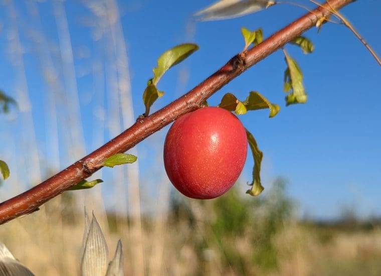nectacot