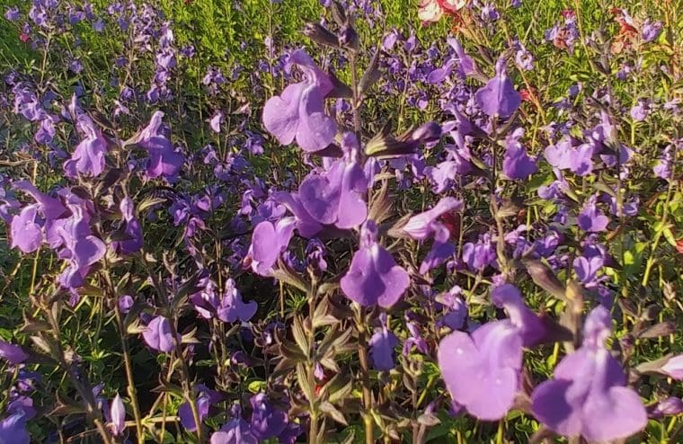 salvia-aquamarine
