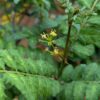 fleur de poivrier japonais Sancho