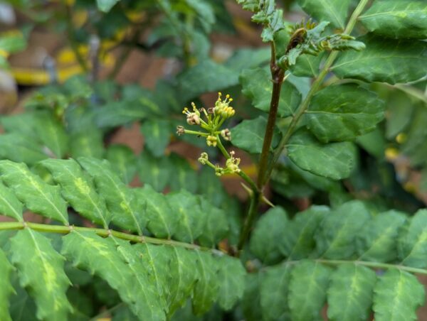 fleur de poivrier japonais Sancho