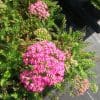 Achillea millefolium Rose Bonbon