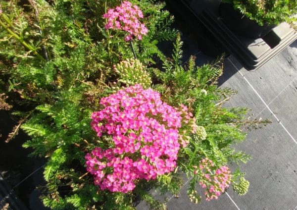 Achillea millefolium Rose Bonbon