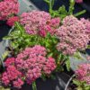 Achillea millefolium rose "Rose Bonbon": Couvre sol jardin sec, fleurs rose fuchsia en fin de printemps,