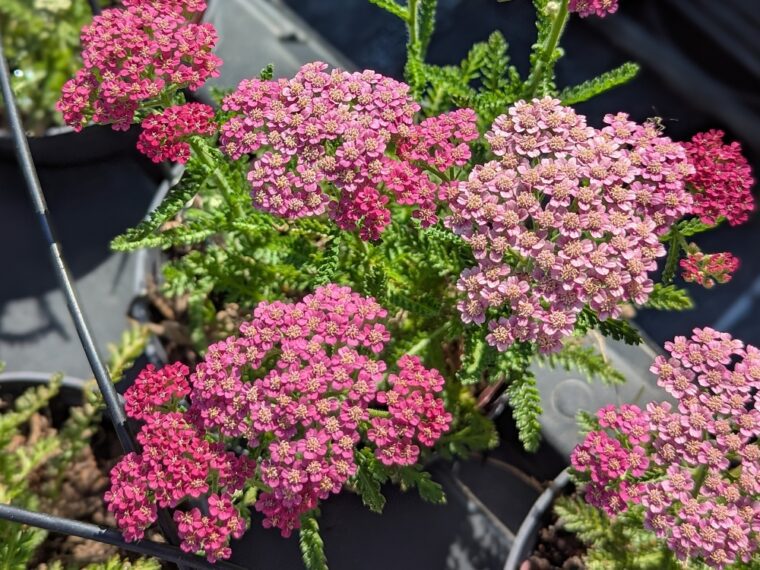 achillea-millefolium-rose-bonbon-26-5-30