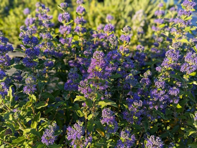 caryopteris-clandonensis-midnight-25-9