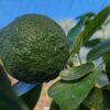 lime karna khatta verte sur une branche