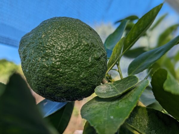 lime karna khatta verte sur une branche