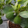 plusieurs citron sambokan vert sur une branche