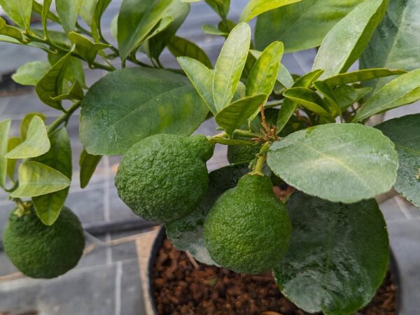 plusieurs citron sambokan vert sur une branche