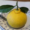 Un citron Samokan avec deux feuilles vertes sur une assiette