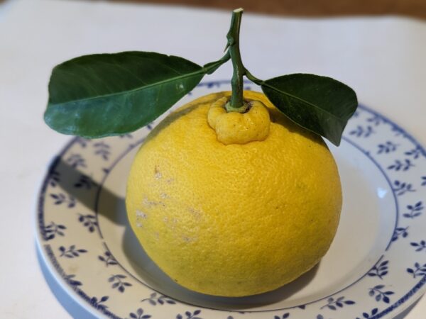 Un citron Samokan avec deux feuilles vertes sur une assiette